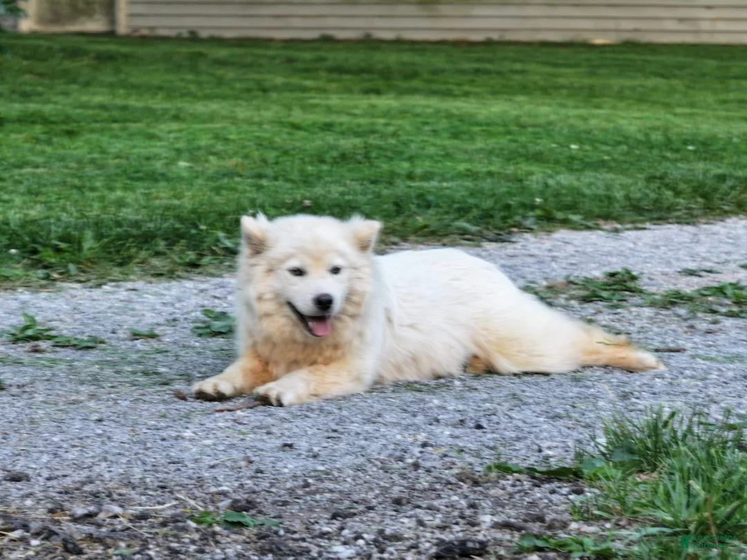 Pomsky dogs for sale: Fudge - Ad 4