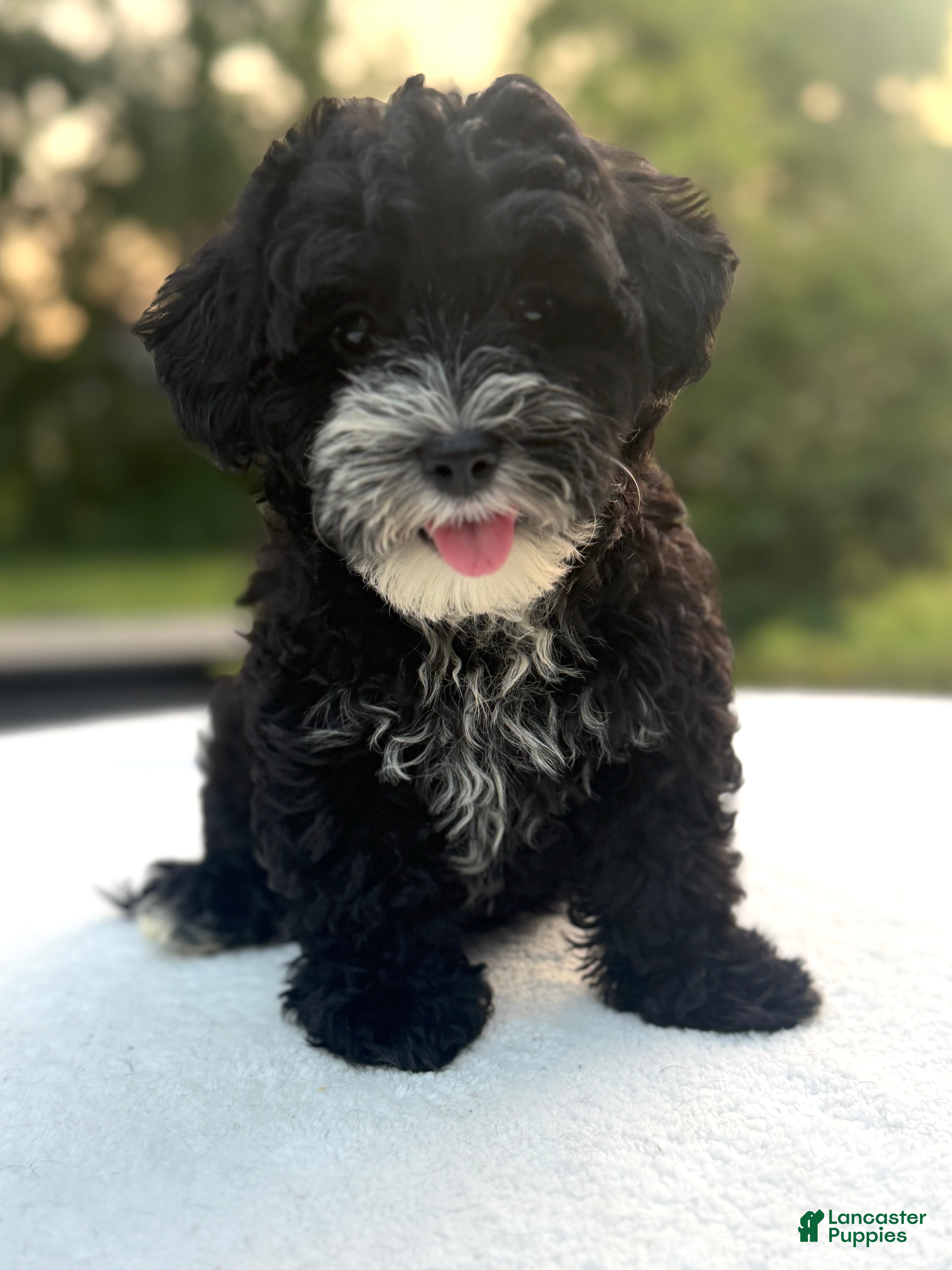 Mixed Breed dogs Harper - Ad 1