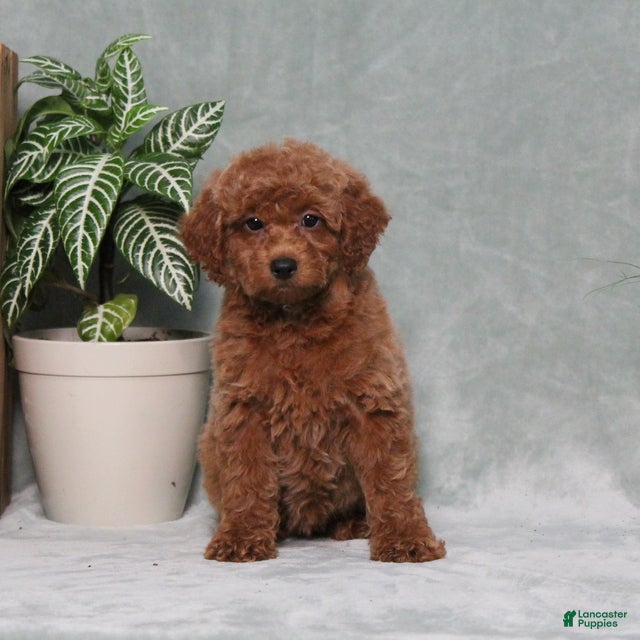 Miniature Poodle dogs Zinnia - Ad 1
