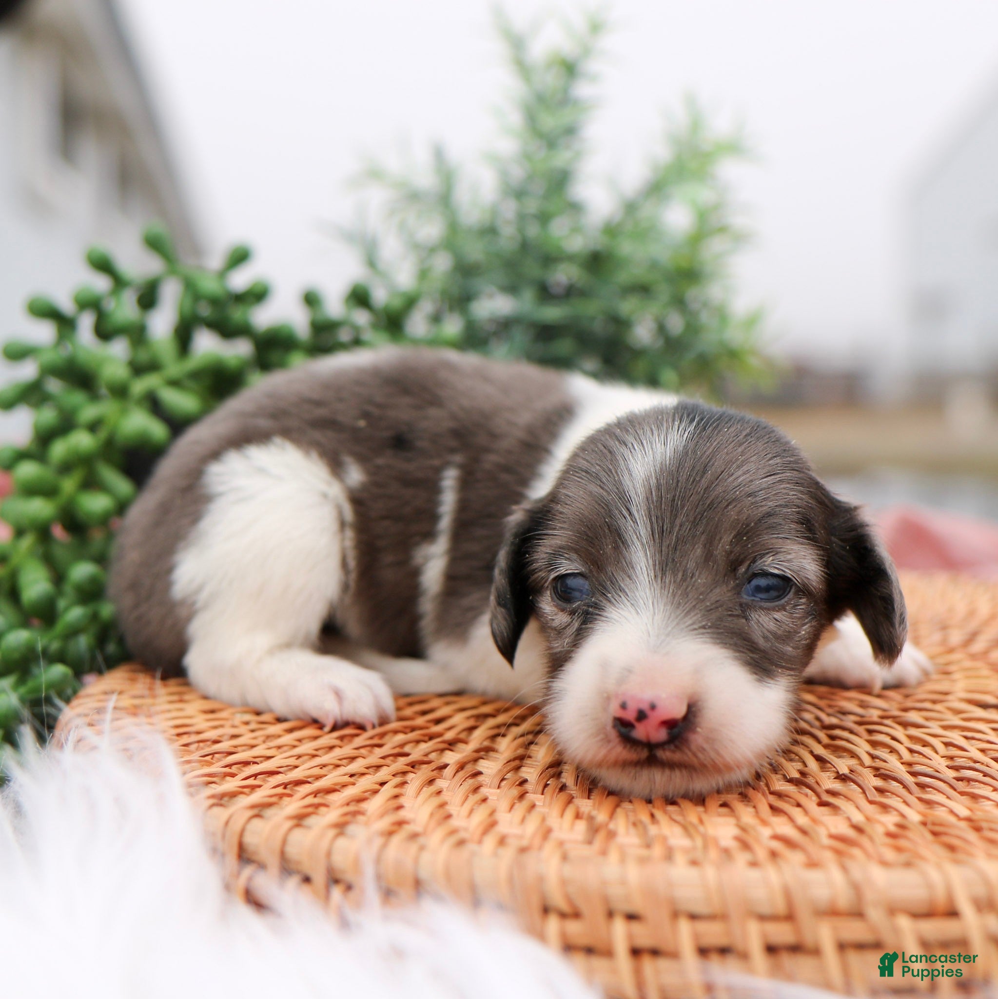 Miniature Dachshund dogs Pearl Miniature Dachshund Puppy  - Ad 2