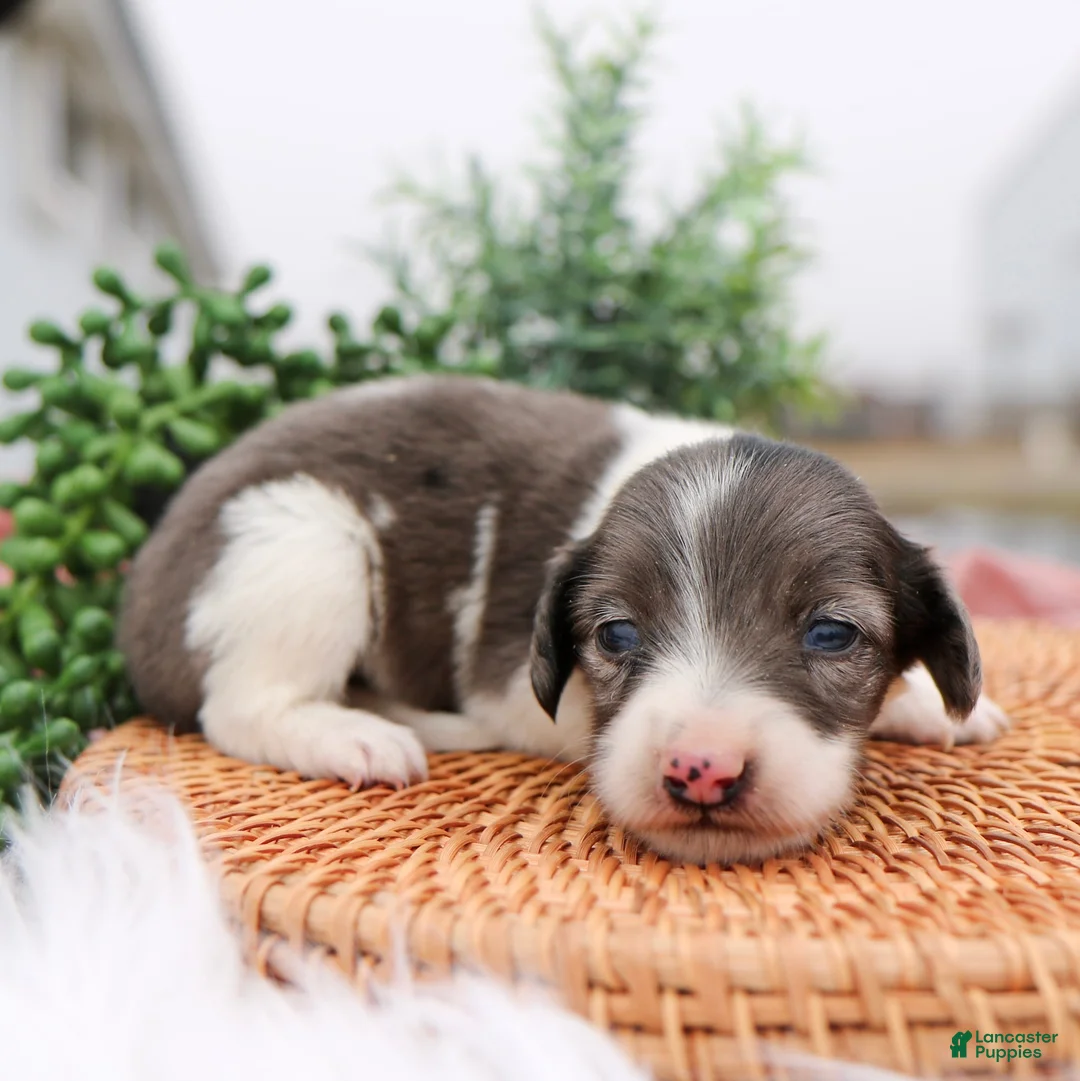 Miniature Dachshund dogs for sale: Pearl Miniature Dachshund Puppy  - Ad 2