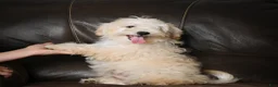 Maltipoo dogs for sale: Theodore - Ad 5