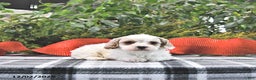 Cavapoo dogs for sale: Gem  - Ad 3