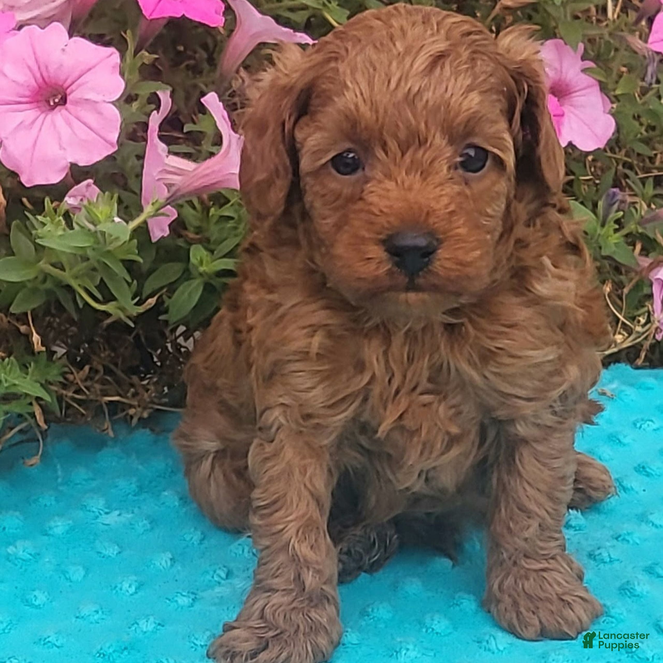 Toy Poodle dogs Scott  - Ad 1