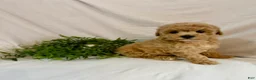 Toy Poodle dogs for sale: Kyra - Ad 5