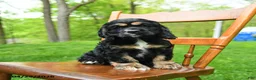 Cocker Spaniel dogs for sale: Beans - Ad 1