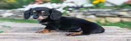 Miniature Dachshund dogs for sale: Lulu - Ad 6