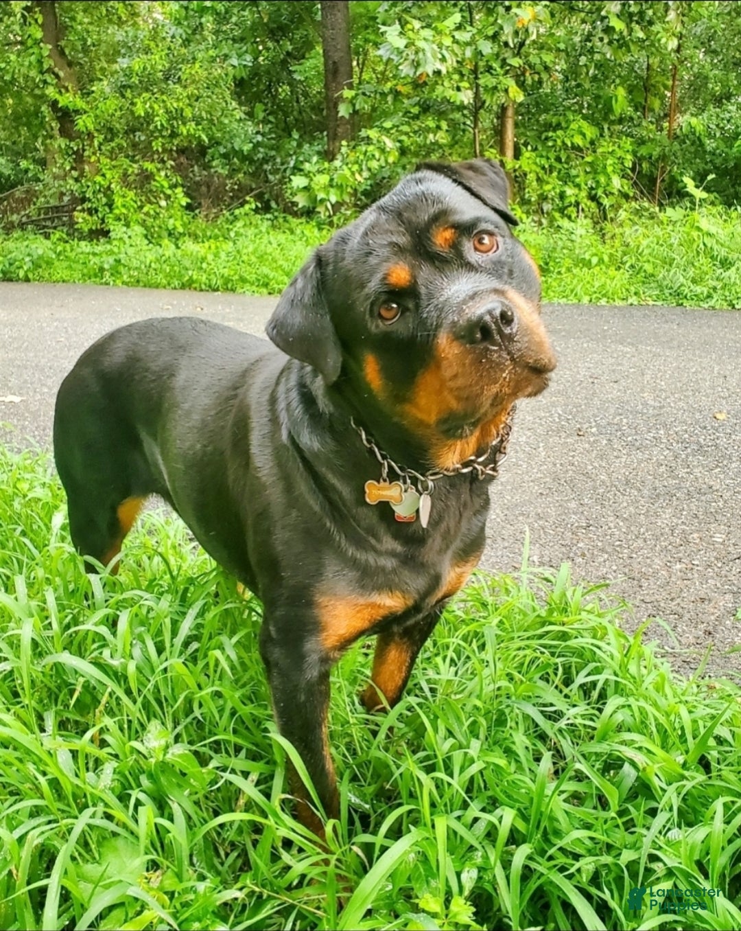 Rottweiler dogs for sale: Butch - Ad 3