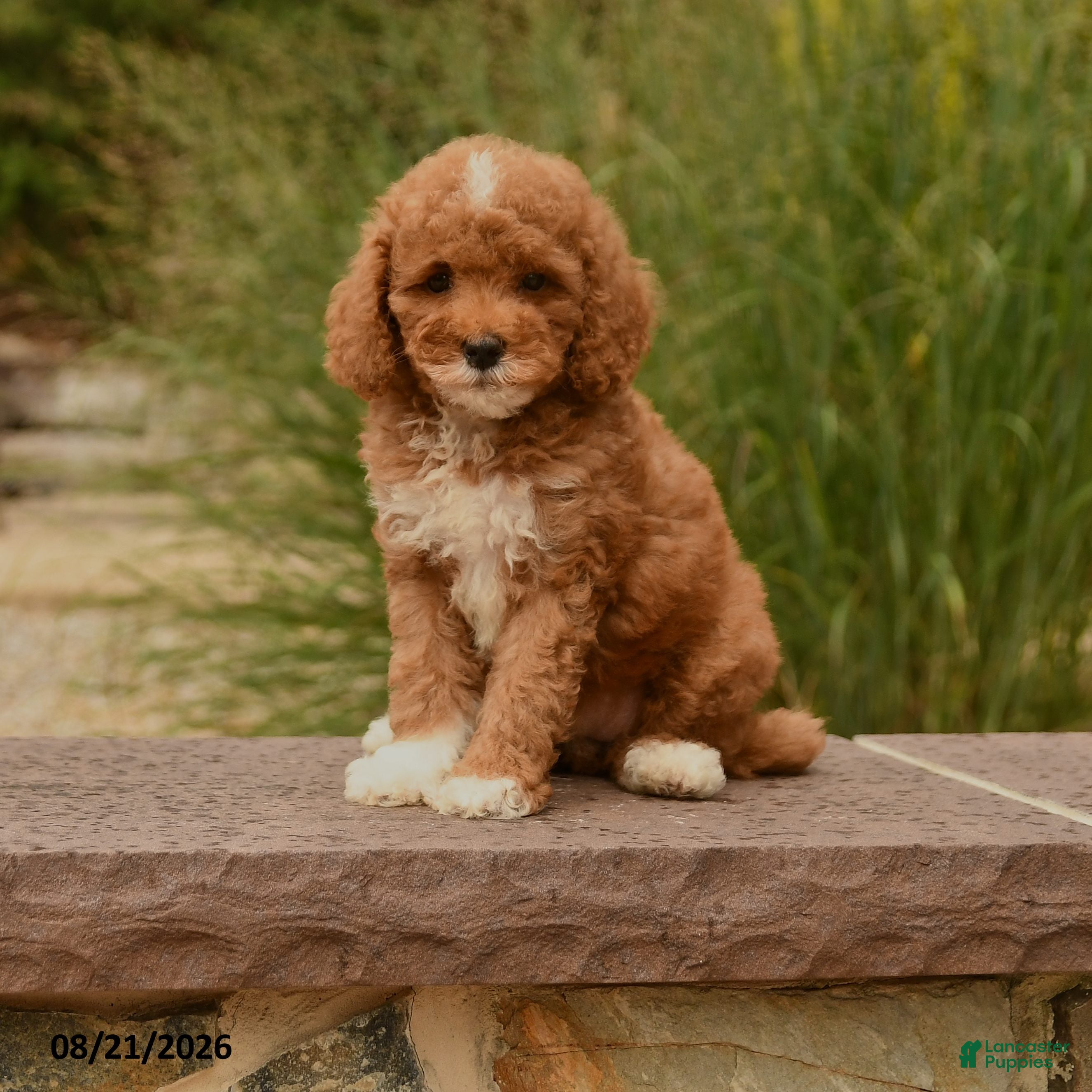 Cockapoo dogs Olivia - Ad 2