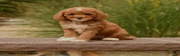 Cockapoo dogs for sale: Olivia - Ad 2