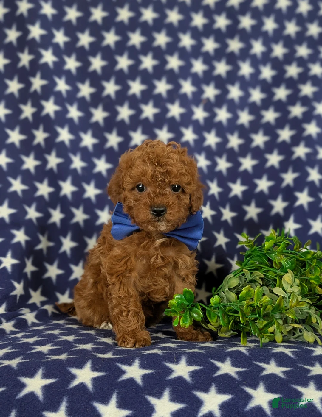 Cavapoo dogs for sale: Ewing 9 lbs Full Grown - Ad 4