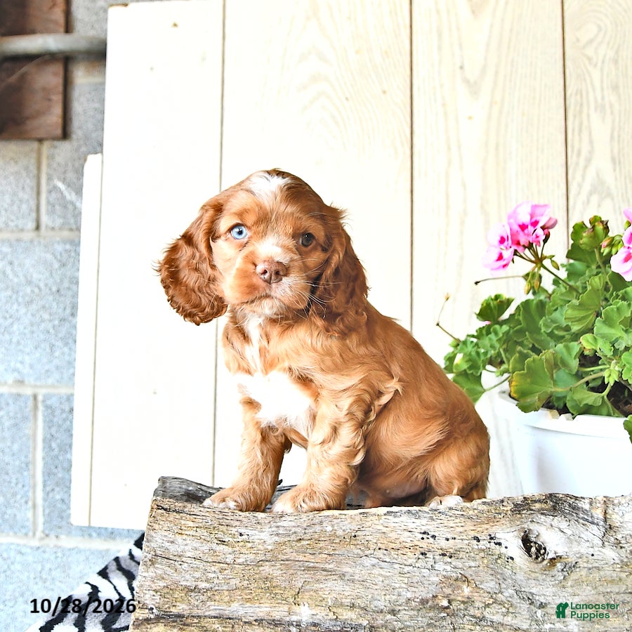 Cocker Spaniel dogs for sale: Ryan - Ad 2