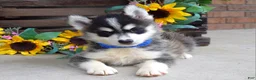 Pomsky dogs for sale: Parker  - Ad 7