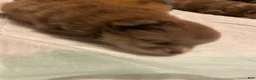 Pomeranian dogs for sale: Pomeranian 1 - Ad 10