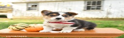 Welsh Corgi Pembroke dogs for sale: Orchid - Ad 1