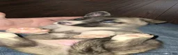 Gerberian Shepsky dogs for sale: Gerberian Shepsky 4 - Ad 11