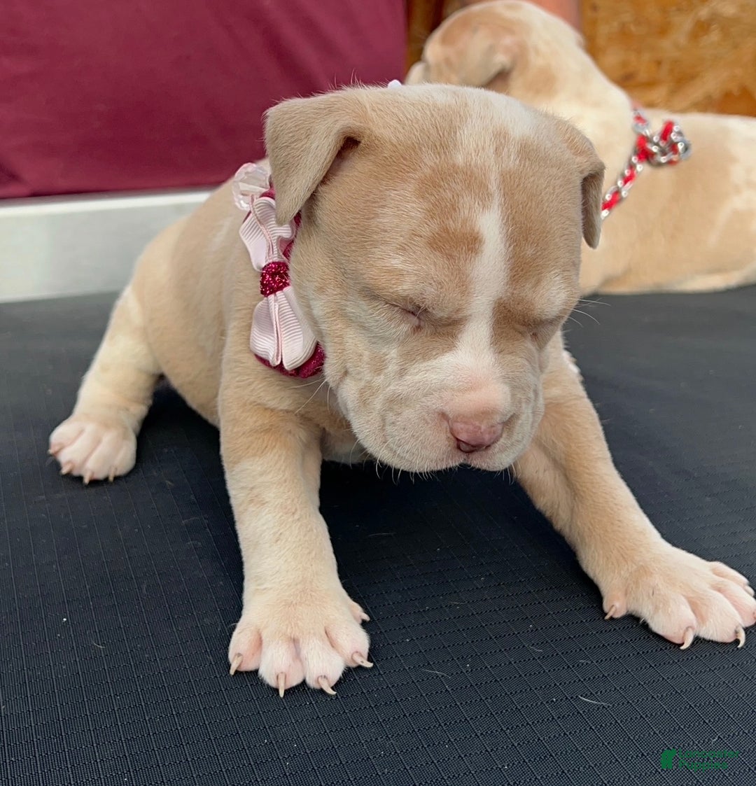 American Bully dogs for sale: Princess - Ad 2