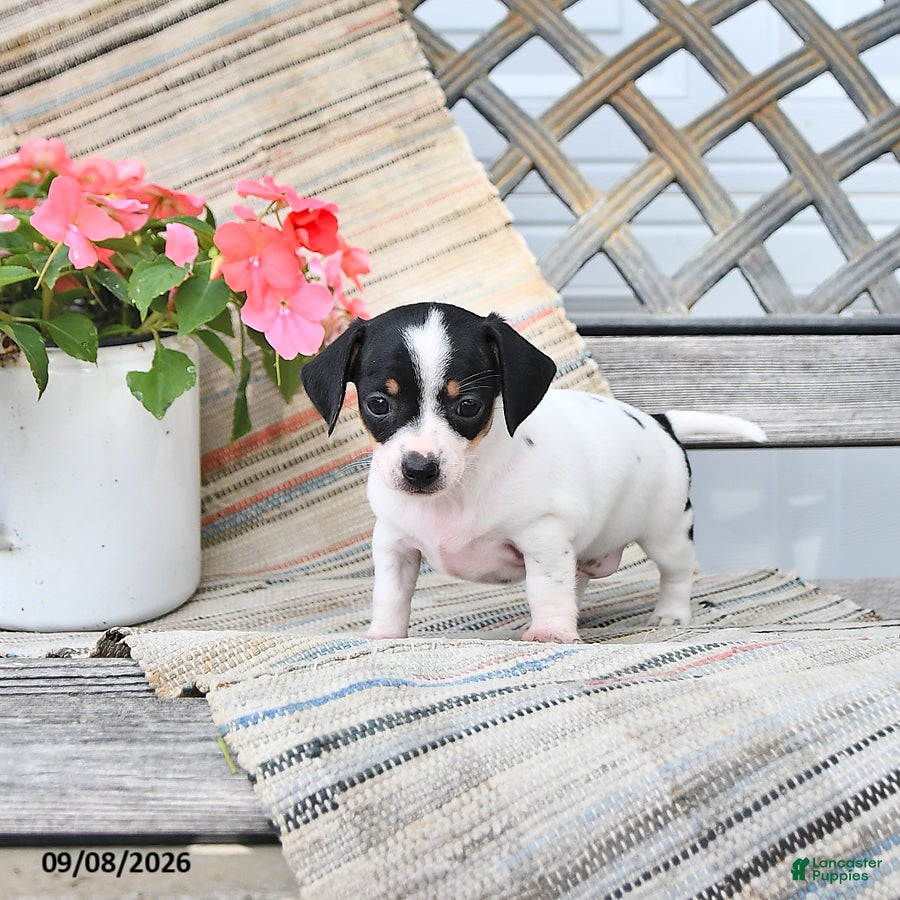 Chiweenie dogs Peanut  - Ad 2
