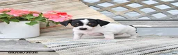 Chiweenie dogs for sale: Peanut  - Ad 2