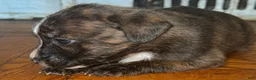 Mixed Breed dogs for sale: Mixed Breed 4 - Ad 5