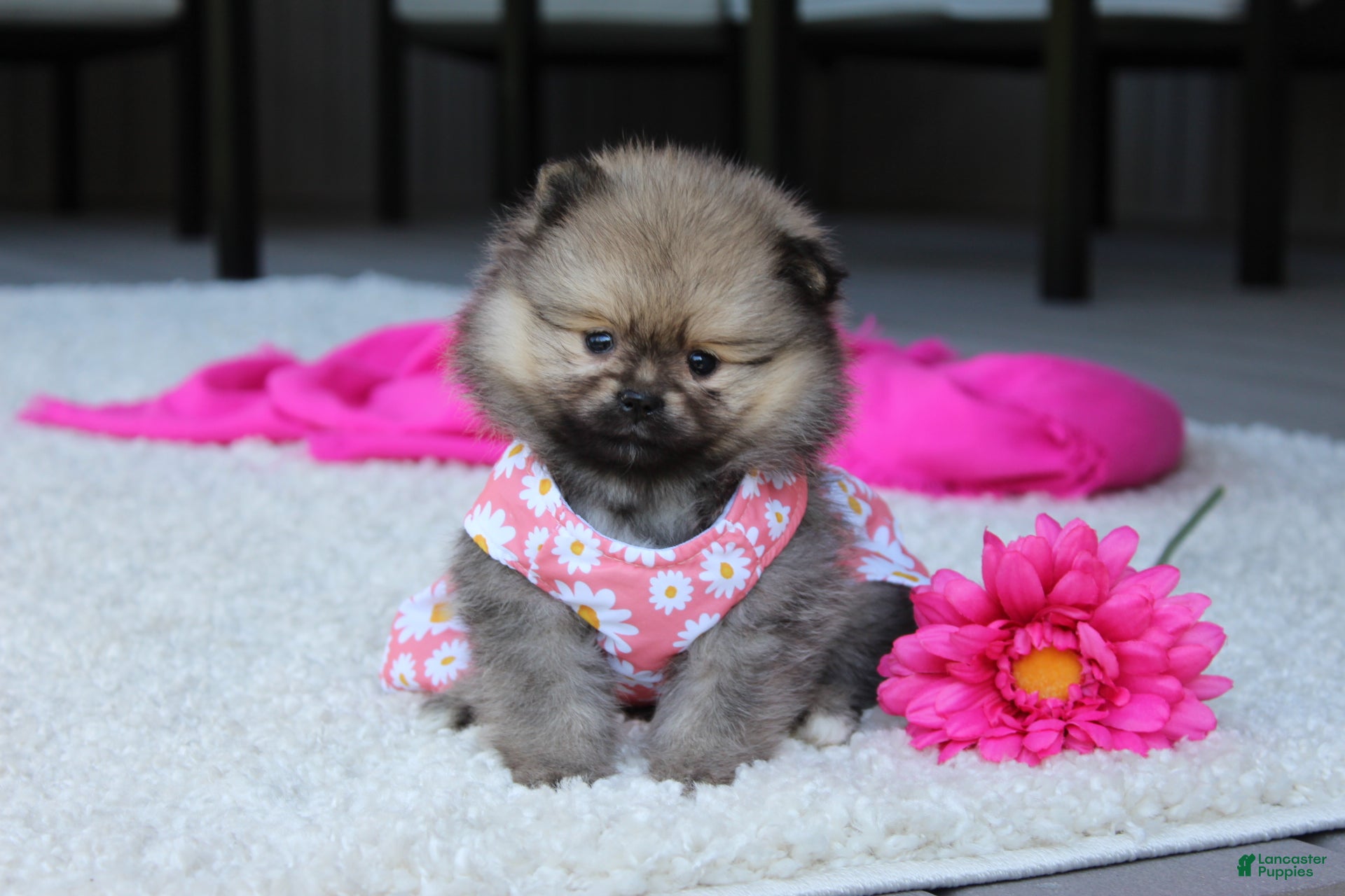 Pomeranian dogs Lola - Ad 1