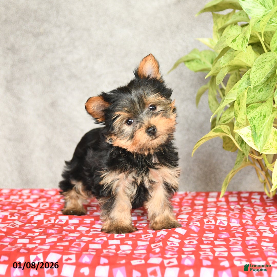 Yorkshire Terrier dogs for sale: Charlie - Ad 2