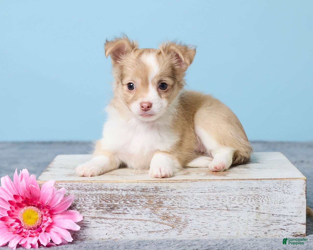 Chihuahua dogs Minty - Ad 1