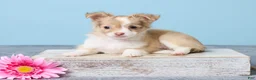 Chihuahua dogs for sale: Minty - Ad 1
