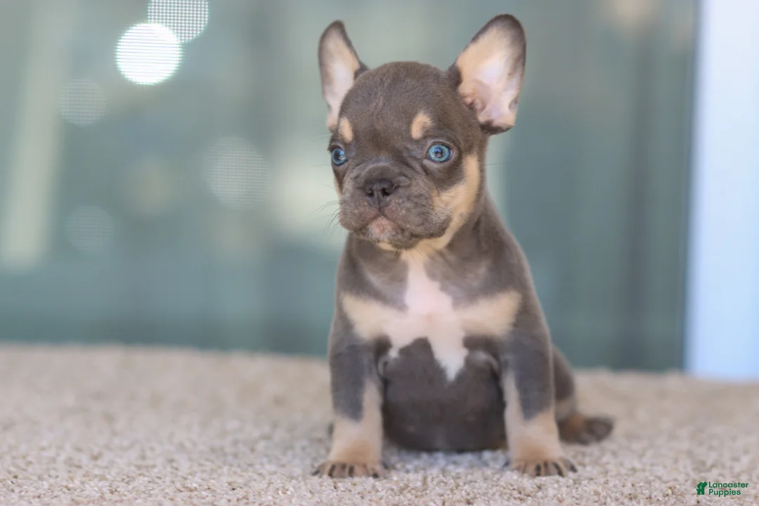 French Bulldog dogs for sale: French Bulldog Boy 1 - Ad 4