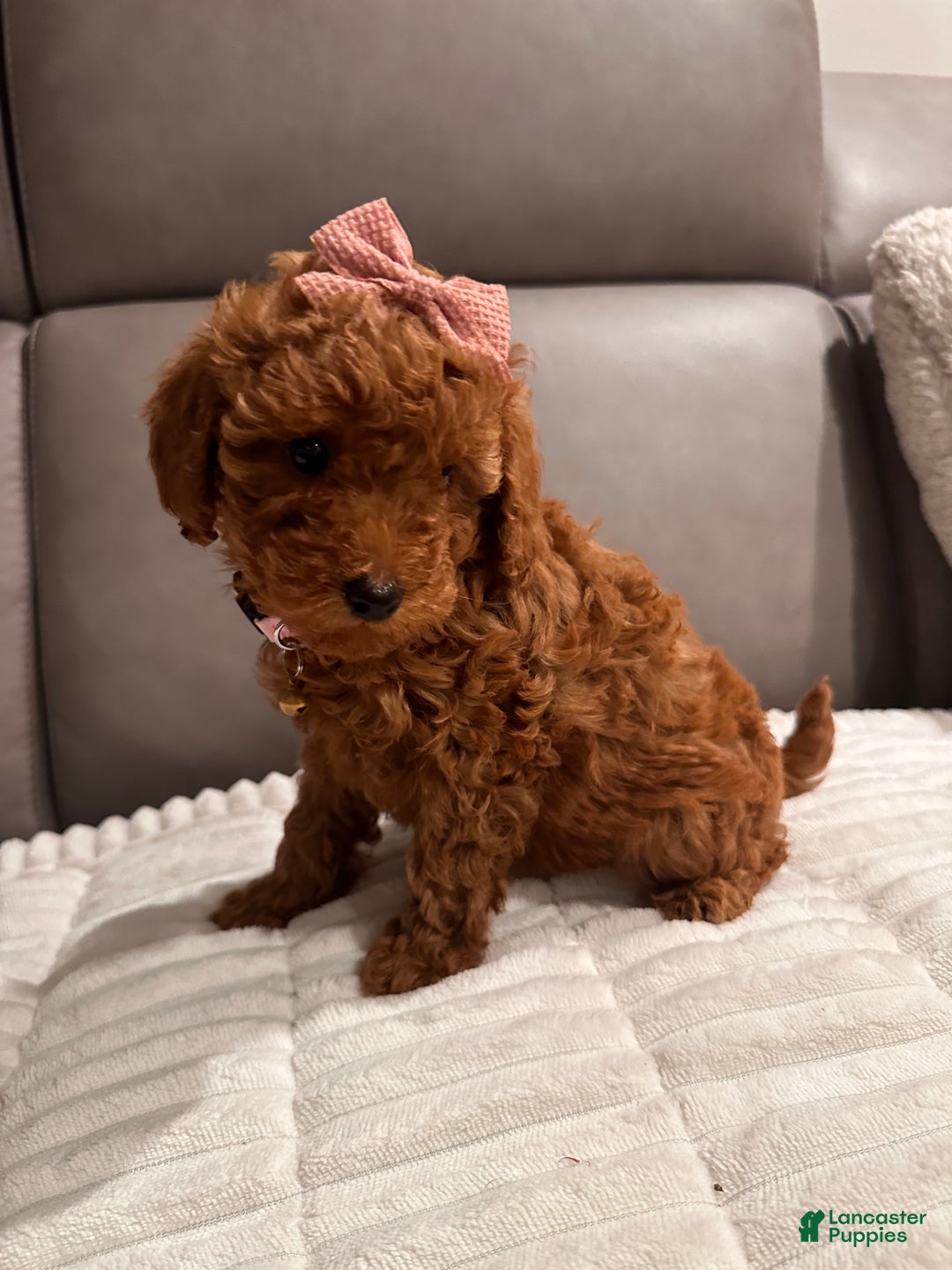 Toy Poodle dogs for sale: Ginger- AKC GENETIC TESTED - Ad 4