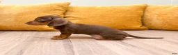 Miniature Dachshund dogs for sale: Hunter - Ad 3