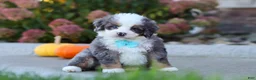 Mini Bernedoodle dogs for sale: Coven - Ad 7