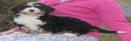 Mini Bernedoodle dogs for sale: Mini Bernedoodle Daphne - Ad 6