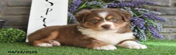 Australian Shepherd dogs for sale: Rayne - Ad 5