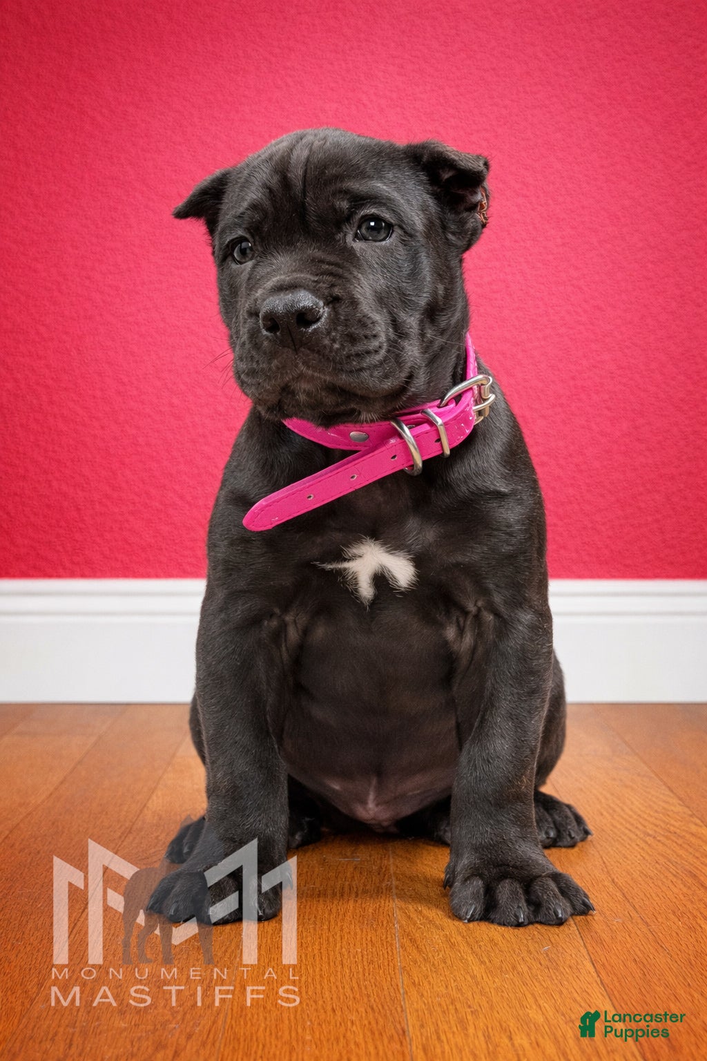 Mixed Breed dogs Dark Pink Collar Female - Ad 4