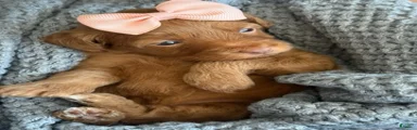 Peach Girl