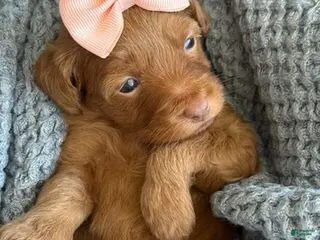 Goldendoodle dogs Peach Girl - Ad 8