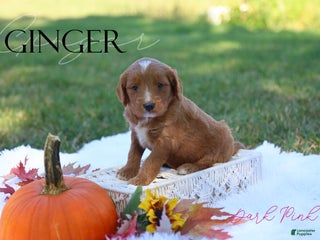 Mini Goldendoodle dogs - Ad 42