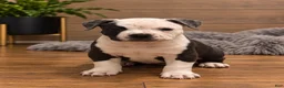 American Bully dogs for sale: Roxy - Ad 2