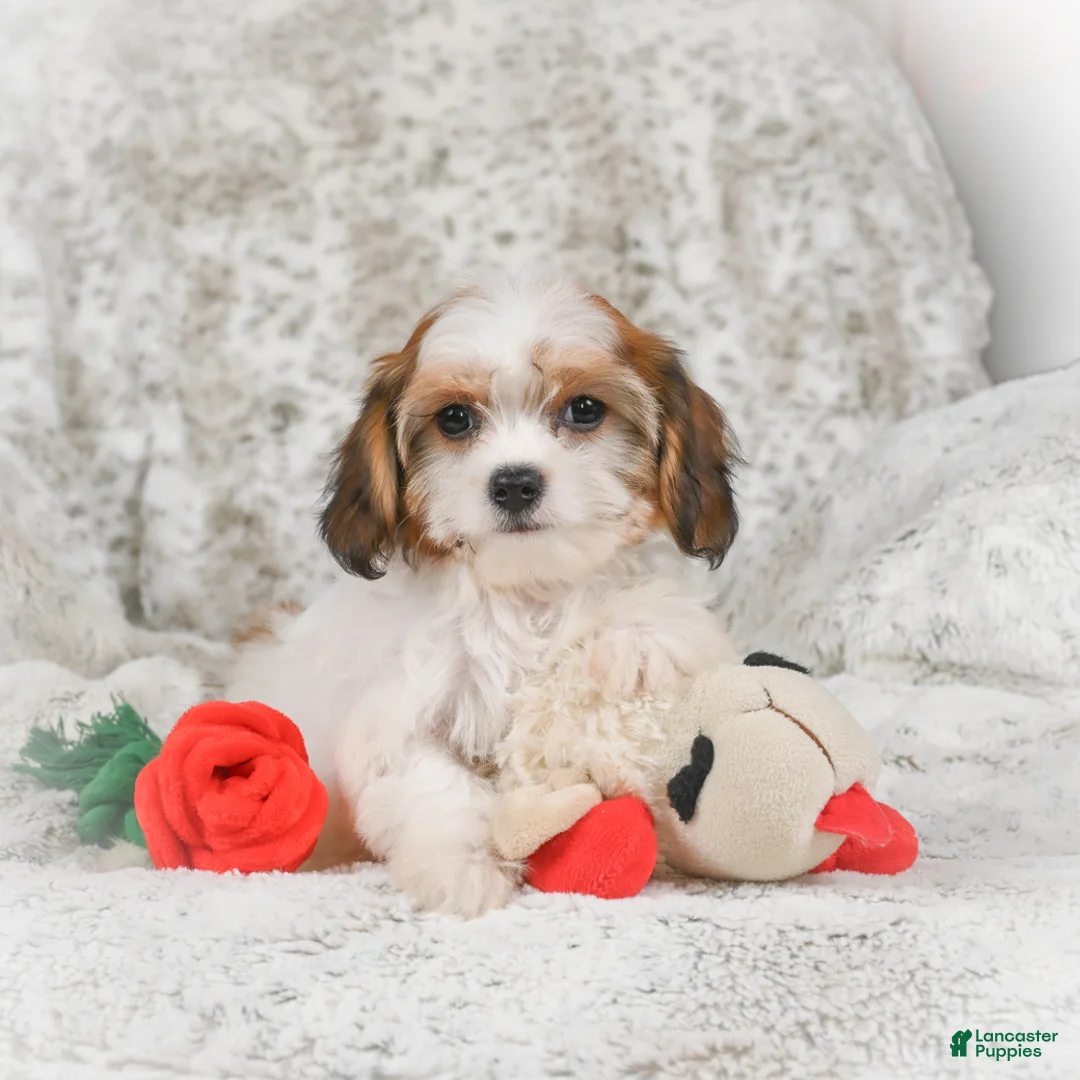 Havanese dogs for sale: Heidi - Ad 7