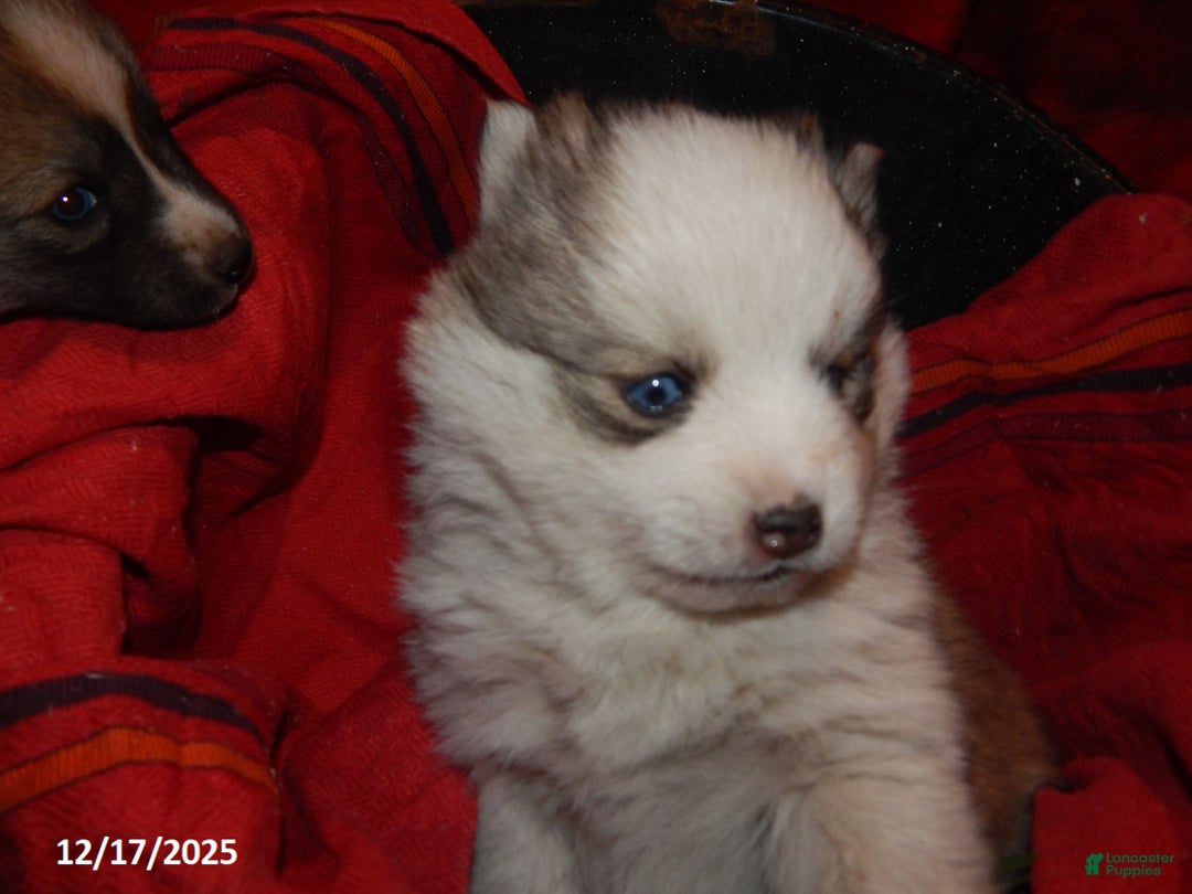 Pomsky dogs for sale: Cameron - Ad 3