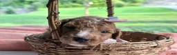 Mini Goldendoodle dogs for sale: Roseann - Ad 4
