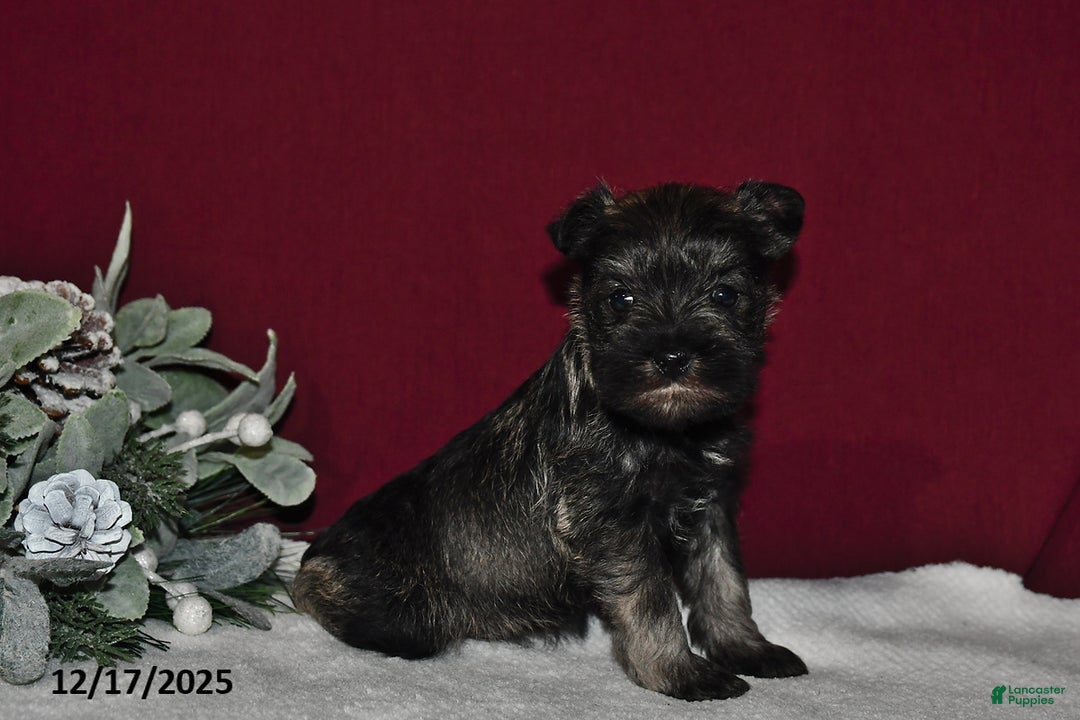 Miniature Schnauzer dogs for sale: Princess  - Ad 1
