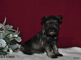 Miniature Schnauzer dogs Princess - Ad 14