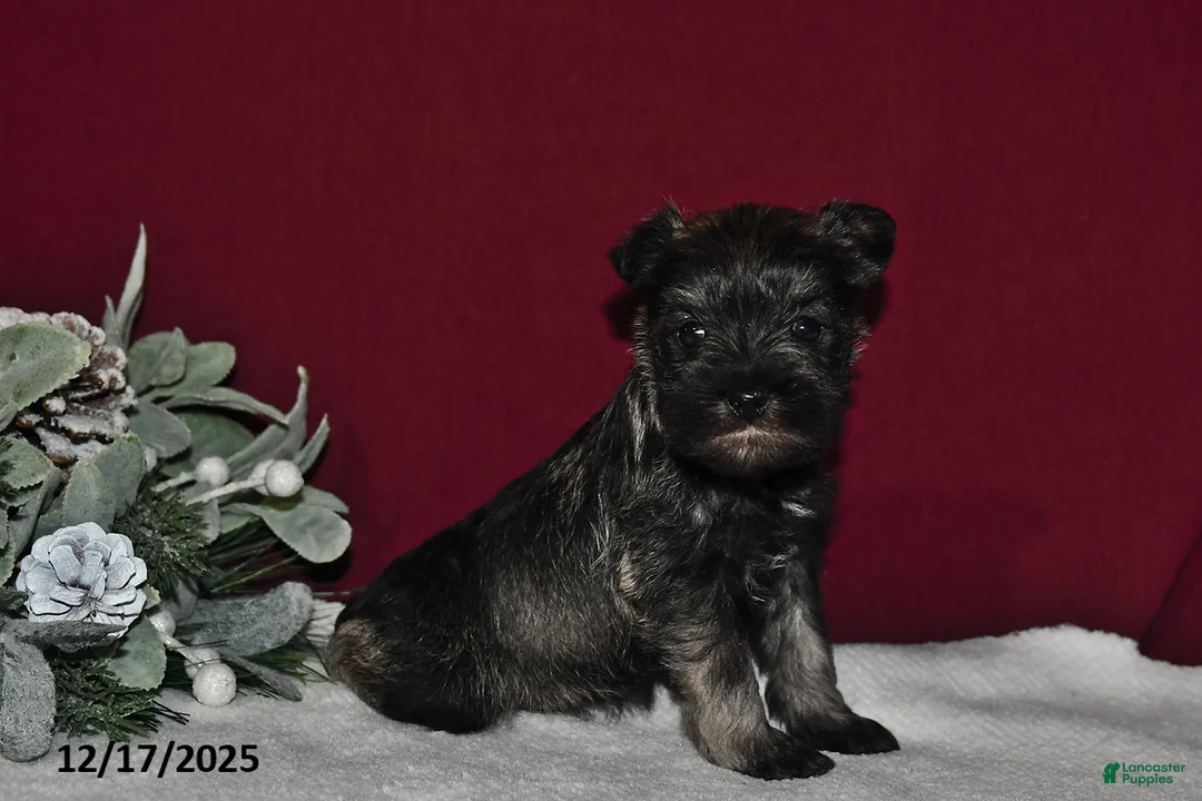 Miniature Schnauzer dogs for sale: Princess  - Ad 1
