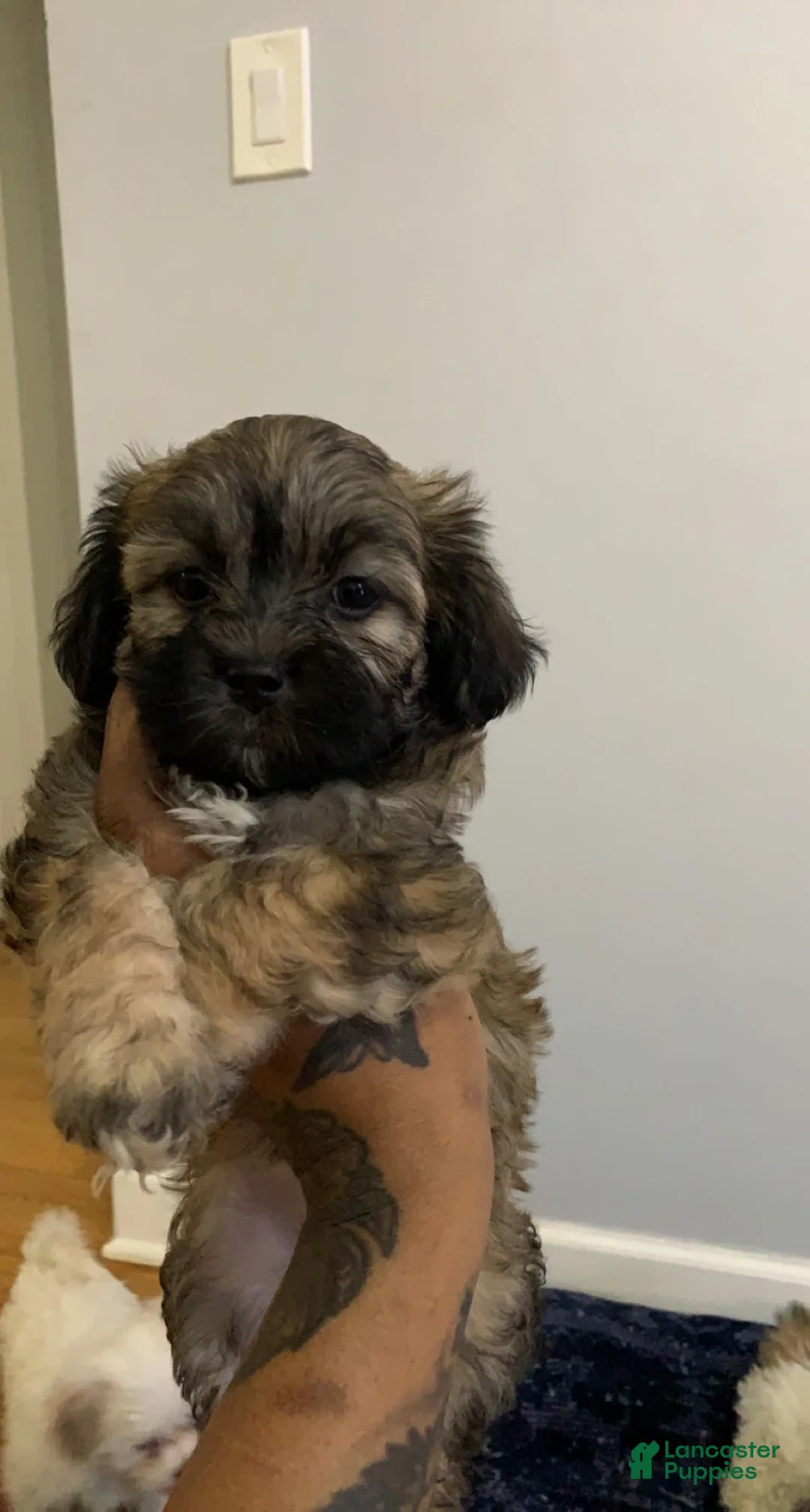 Gallery Image {{count}}