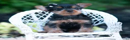 Yorkshire Terrier dogs for sale: Twinkletuft - Ad 2