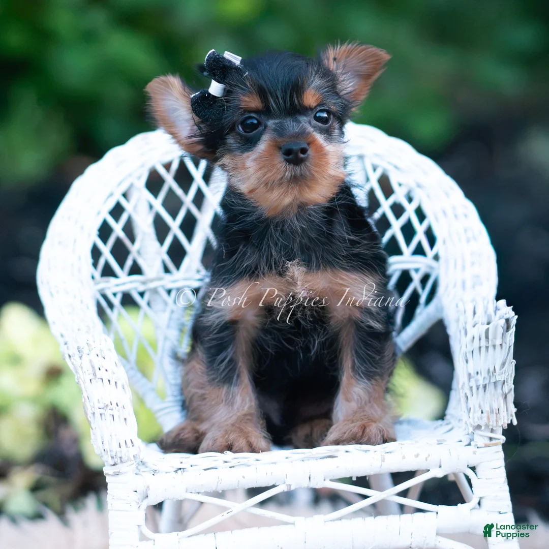 Yorkshire Terrier dogs for sale: Twinkletuft - Ad 2