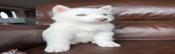 Siberian Husky dogs for sale: Sean - Ad 8