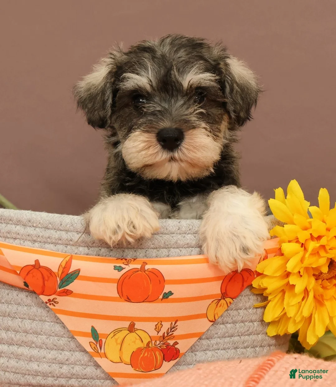 Miniature Schnauzer dogs for sale: Nash - Ad 1